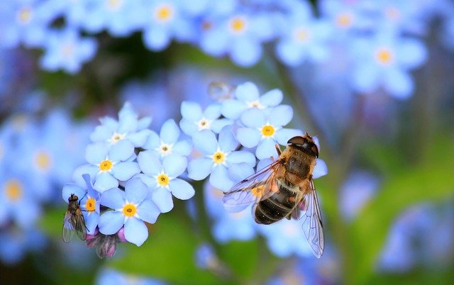 L’ozono come valido aiuto per la vita delle api