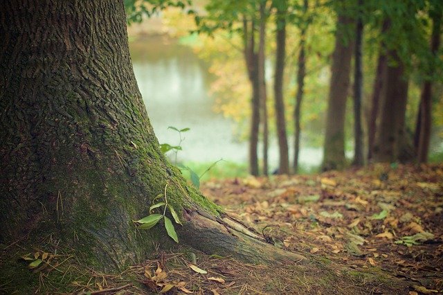 Piantati 400 nuovi alberi tra Ecuador, Tanzania, Haiti e Kenya