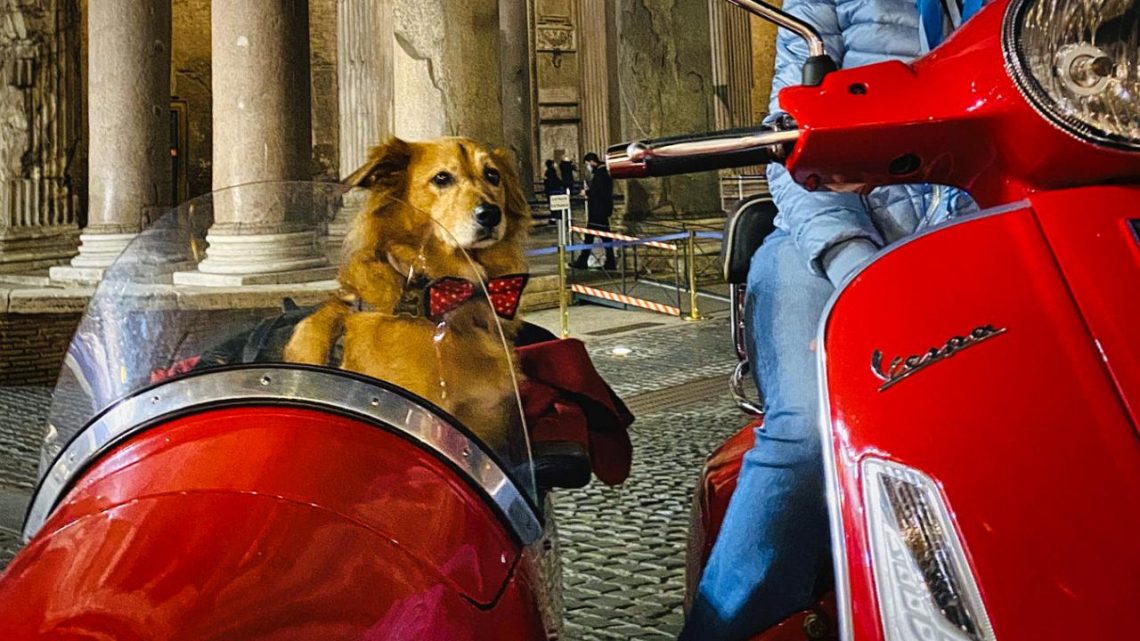 5 esperienze da fare con il proprio cane almeno una volta nella vita