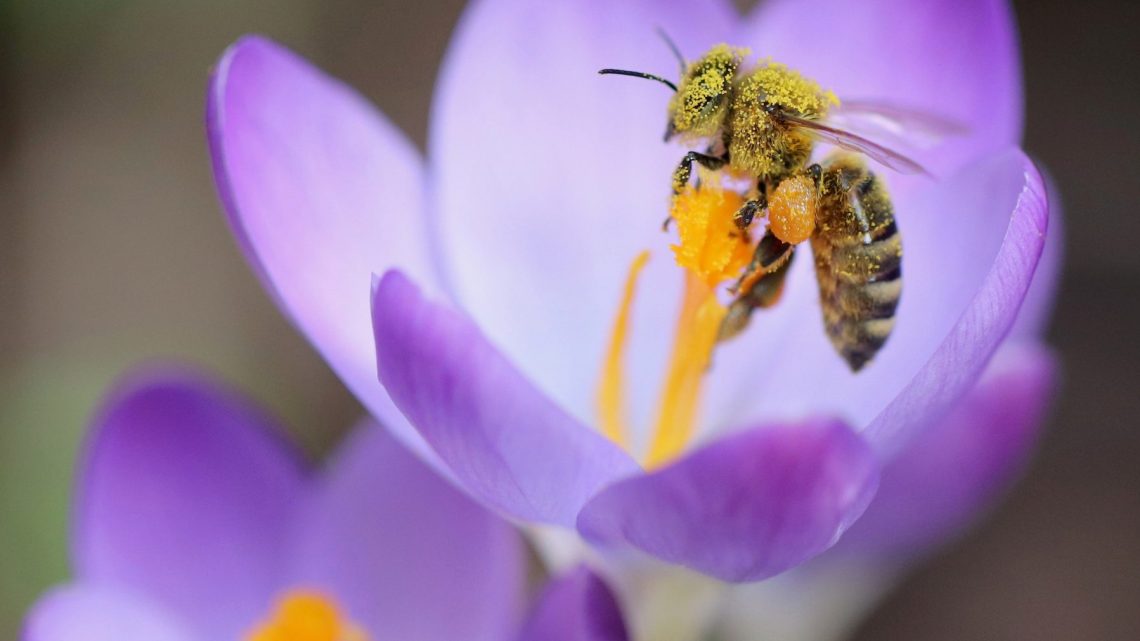 Come proteggere le api e sostenere gli apicoltori italiani. Adotta un alveare 3Bee
