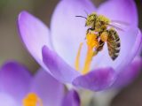 api fiori 3bee adotta un alveare