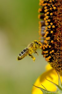 3Bee api Adotta un alveare
