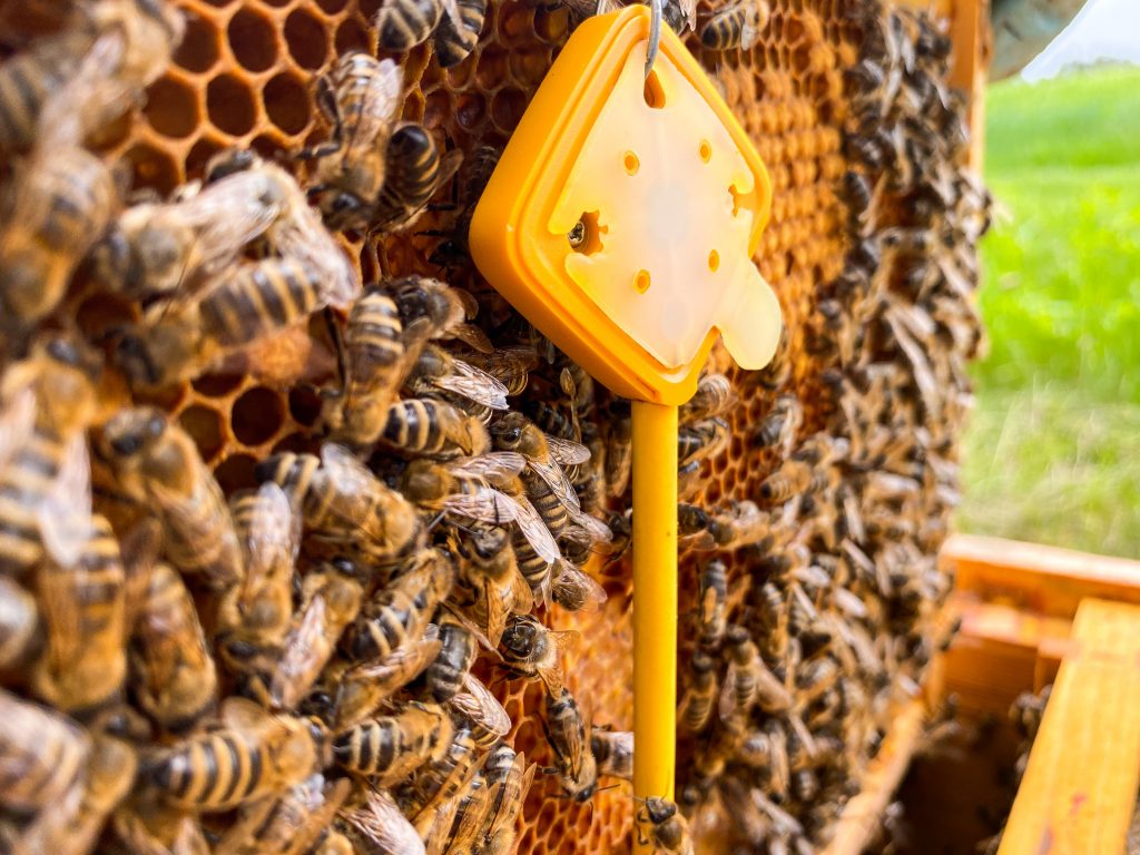 foto alveare 3bee