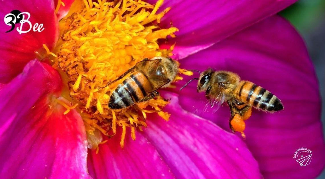 A San Valentino stupisci chi ami regalando l’adozione di un alveare 3Bee