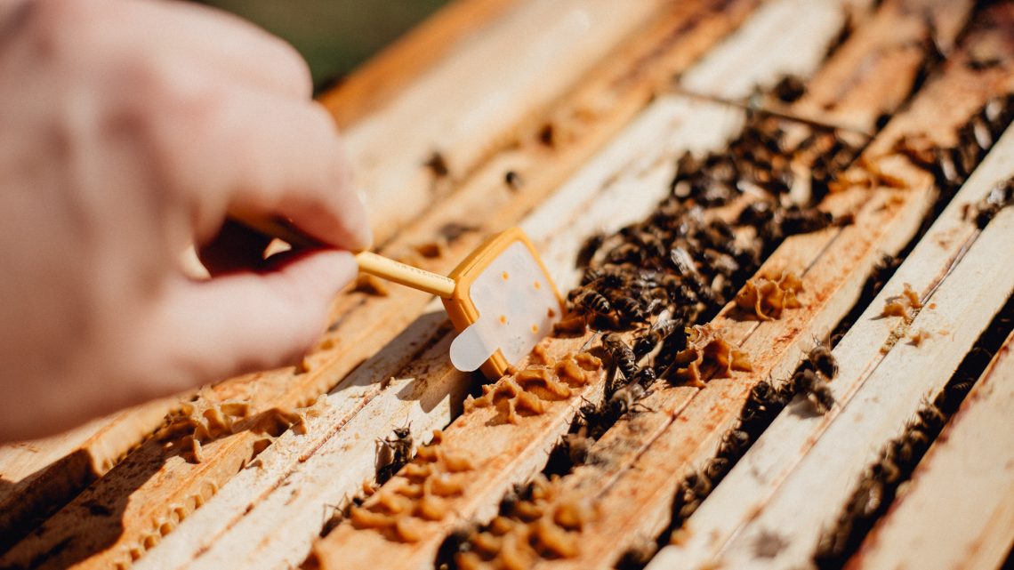 Box 3Bee: il primo cofanetto sostenibile per proteggere le api e sostenere gli apicoltori