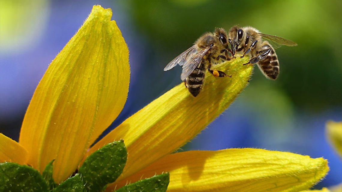 Parte 3Bee Education, il progetto di educazione ambientale per i più piccoli
