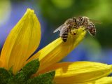 api custodi biodiversità giornata mondiale api