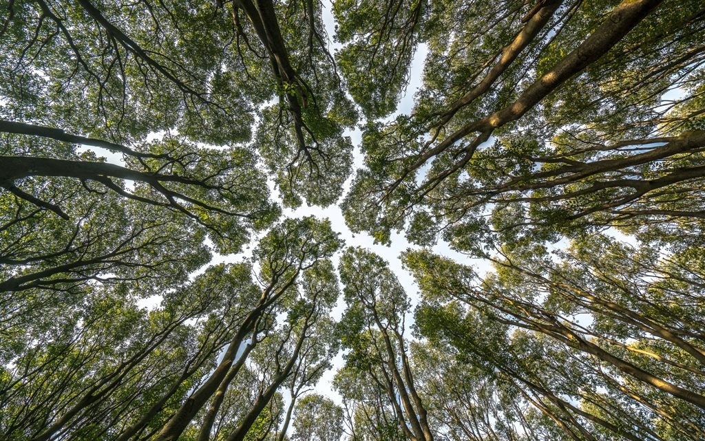 Record storico per il riciclo del legno in Italia: +7,8% e quasi 2 milioni di tonnellate