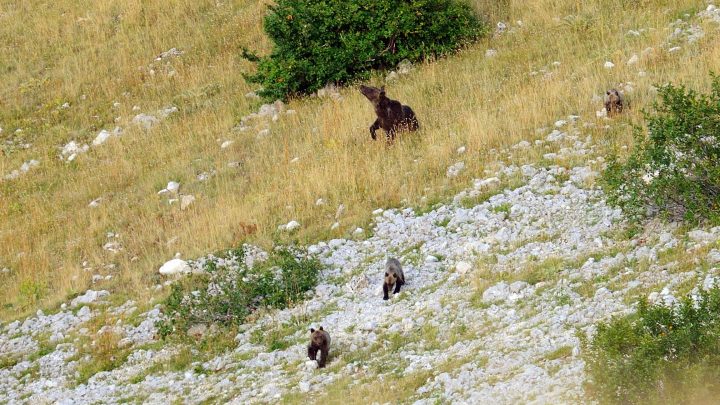 Convivere con l’orso? Si può e fa bene. L’esempio del Parco Nazionale della Maiella