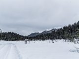 green trees on white snow during daytime