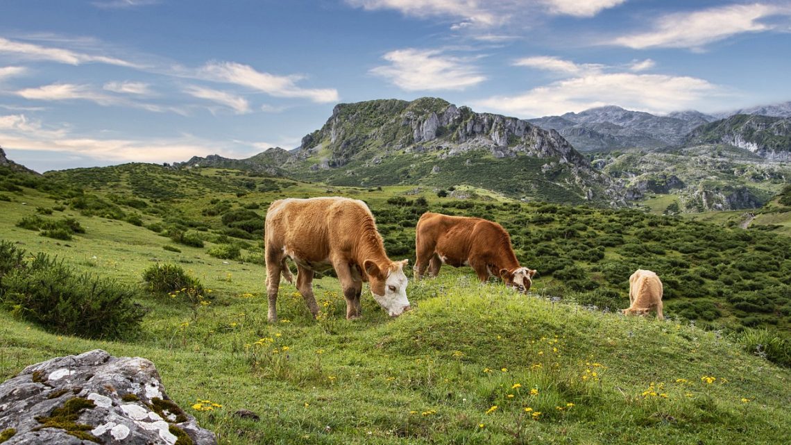 Impatto ambientale del cibo: qual è la vera impronta idrica della carne bovina?