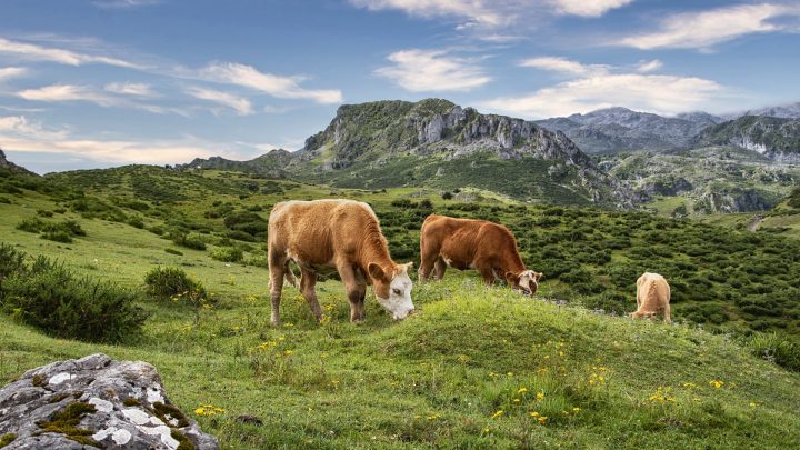 Impatto ambientale del cibo: qual è la vera impronta idrica della carne bovina?