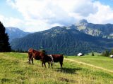 Allevamento montagna