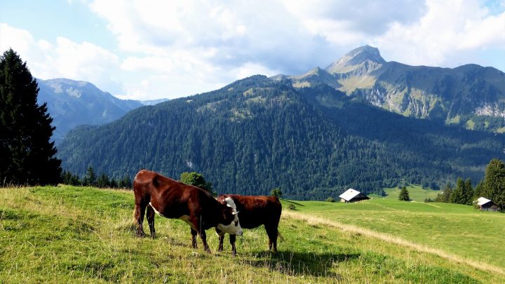 Riscaldamento globale: un nuovo studio italiano dimostra che gli allevamenti del Bel Paese sono esempi virtuosi
