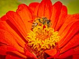 3bee san valentino #impolliniamo