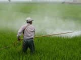 agricoltura malattie professionali