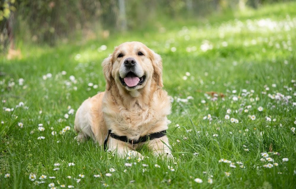 Occhio ai pericoli in primavera per gli amici a quattro zampe: cosa c’è da sapere per prendervene cura
