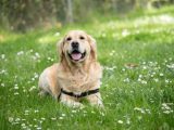 come curare gli animali domestici in primavera