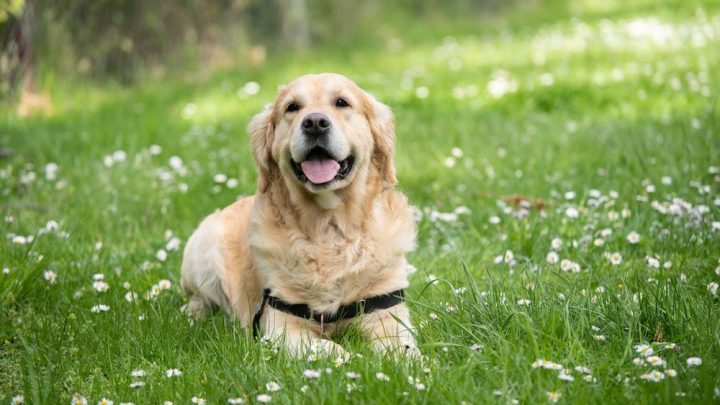Occhio ai pericoli in primavera per gli amici a quattro zampe: cosa c’è da sapere per prendervene cura