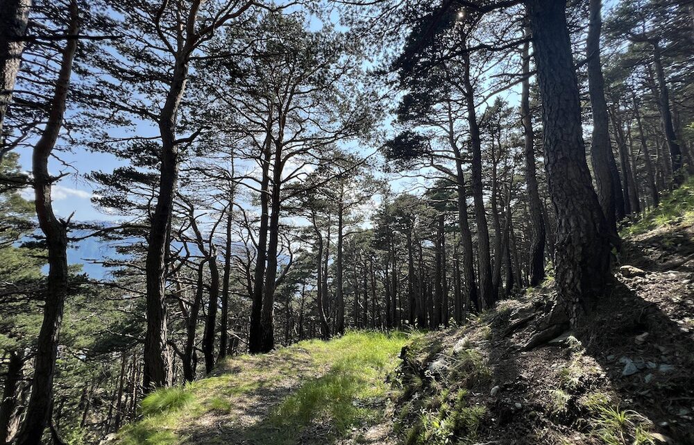 Spegnere un incendio costa 8 volte più che prevenirlo. Ecco come proteggere il patrimonio forestale italiano