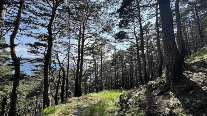 Spegnere un incendio costa 8 volte più che prevenirlo. Ecco come proteggere il patrimonio forestale italiano