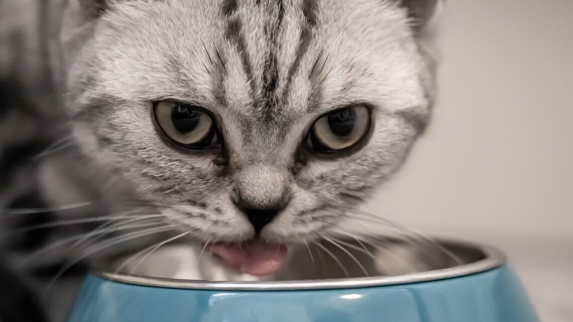 Cibo per gatti salutare, naturale ed equilibrato. Le novità sul mercato italiano