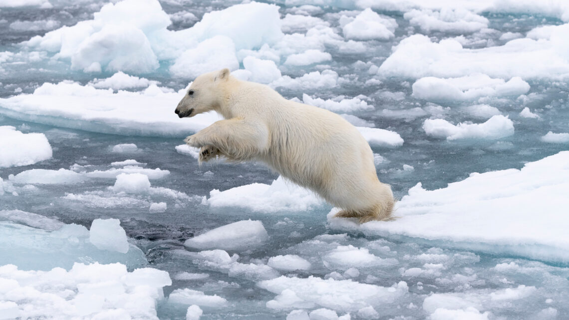 Perchè l’orso polare è a rischio estinzione e come proteggerlo