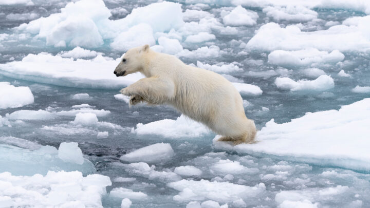 Perchè l’orso polare è a rischio estinzione e come proteggerlo