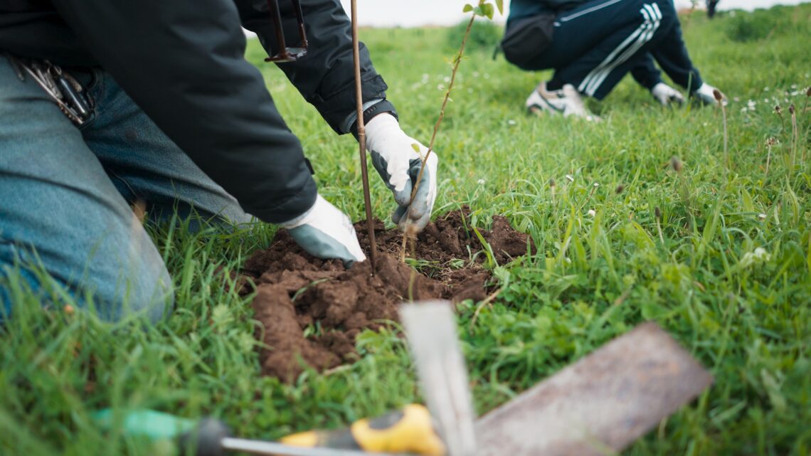 Piantati 100mila nuovi alberi in Italia negli ultimi due anni