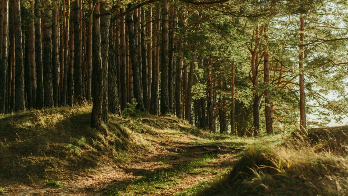 Come evitare gli incendi in bosco e rispettare la natura in 8 mosse