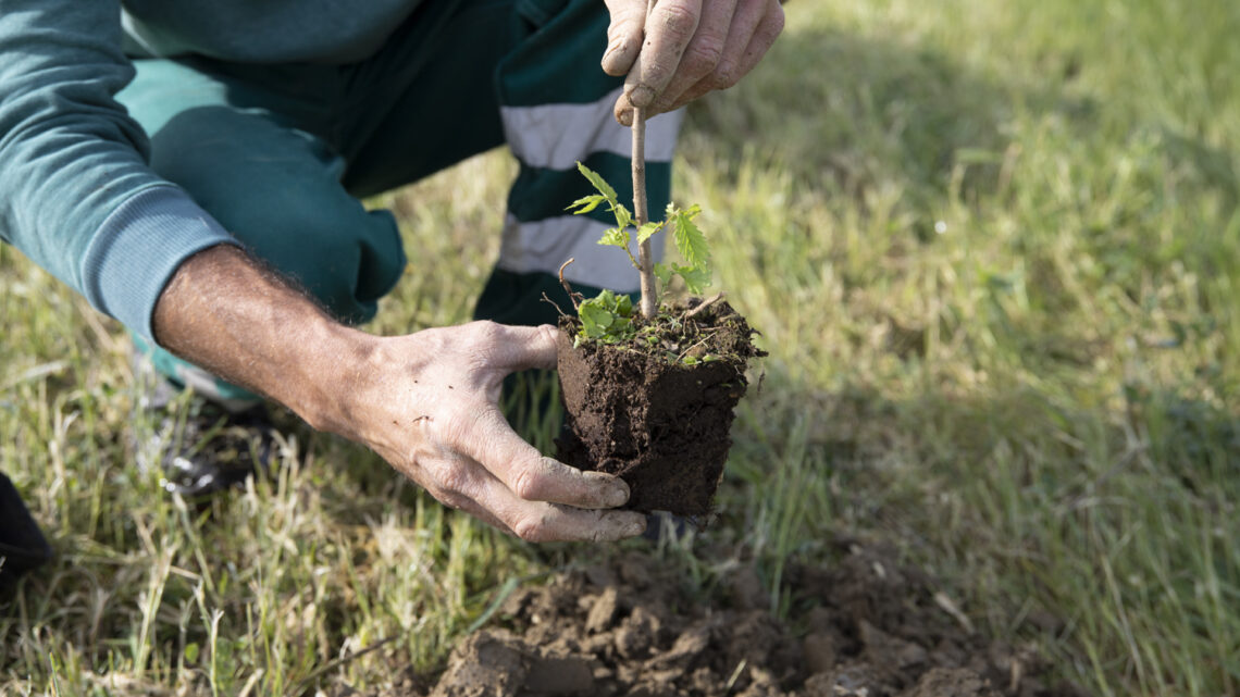 Piantati oltre 2,4 milioni di alberi in Italia nel 2023
