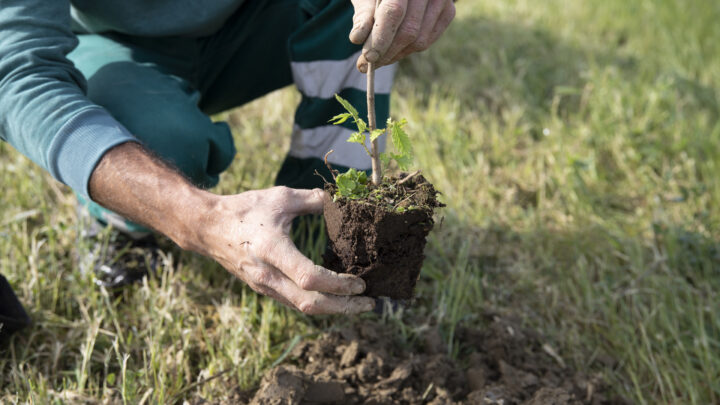 Piantati oltre 2,4 milioni di alberi in Italia nel 2023