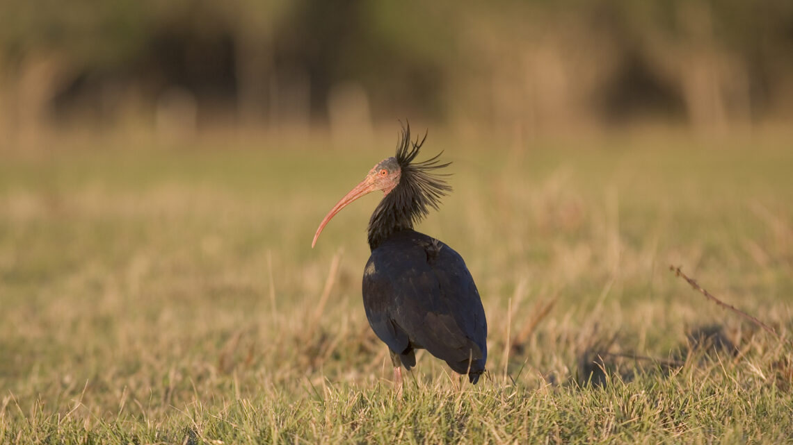 Emergenza bracconaggio, è la prima causa di morte per gli Ibis eremita in Italia
