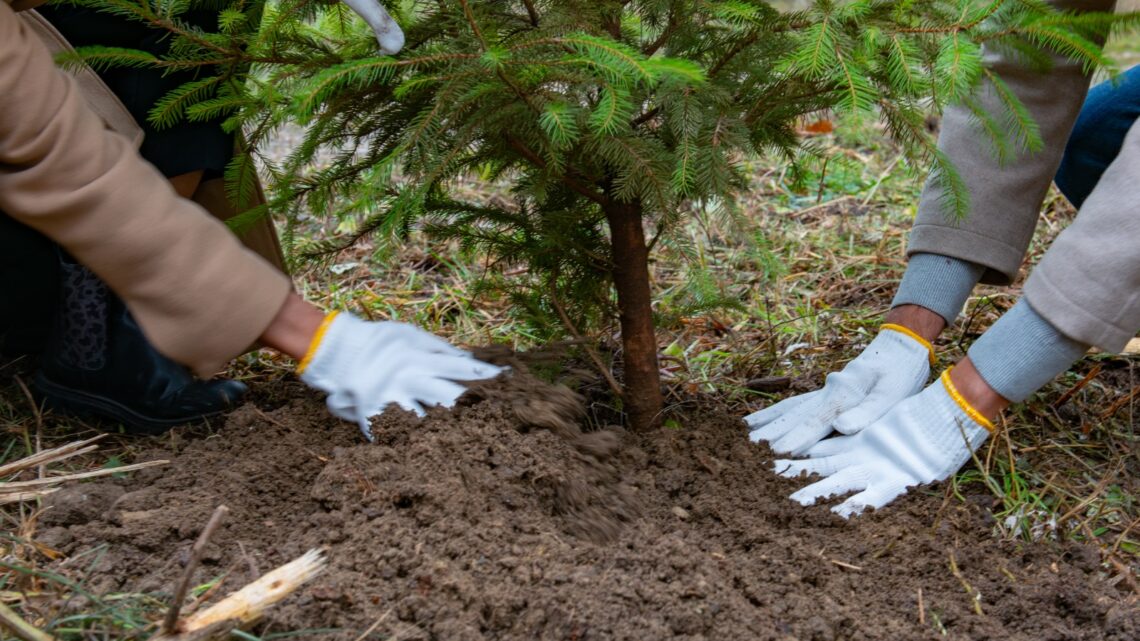 Messa a dimora di alberi, fotovoltaico sociale e recupero di reti fantasma: ecco come la CSR trasforma i territori e rafforza le comunità