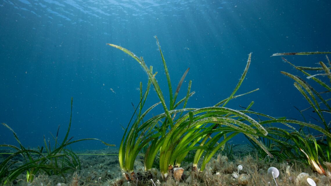 Al via l’intervento di ripristino di Posidonia oceanica nei fondali dell’Isola del Giglio