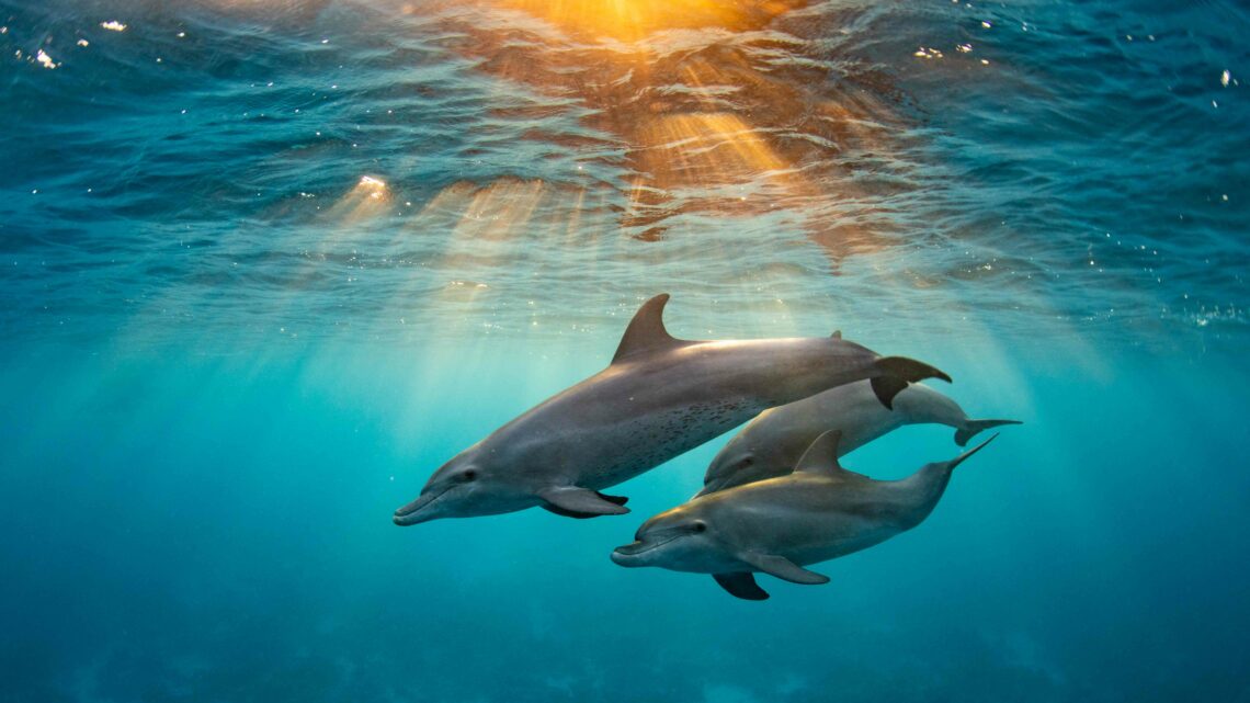 Come partecipare al concorso fotografico MyShot – Underwater Photo Contest