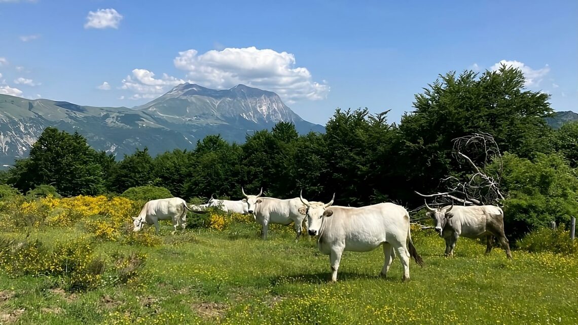 Tutela degli habitat e zootecnia sostenibile e di qualità: ARSIAL presenta i risultati finali del Progetto LIFE GRACE
