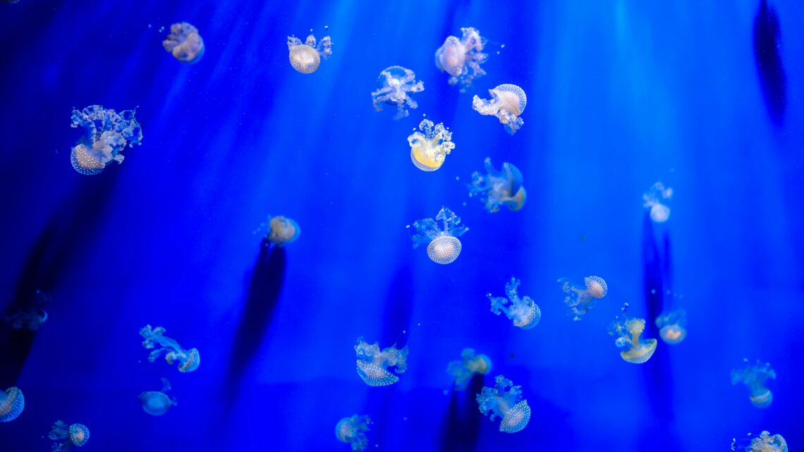 Sabato 9 e domenica 10 maggio appuntamenti speciali all’Acquario di Genova e alla Città dei Bambini e dei Ragazzi